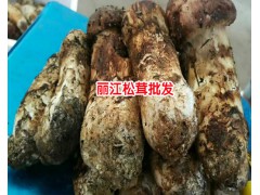 云南干松茸的價格多少錢一斤?麗江農(nóng)特產(chǎn)信息網(wǎng)400-6633-626圖2