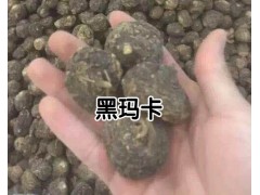 云南哪里的瑪卡好_產(chǎn)地瑪卡種植基地銷售圖3