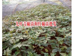 紅花椒一畝地種多少苗?九葉青椒苗和紅椒苗圖3