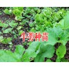 牛蒡保底回收產(chǎn)品-牛蒡種子批發(fā)銷(xiāo)售廠家18216536586