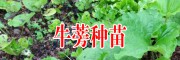 牛蒡種植_免費供種保底回收產(chǎn)品