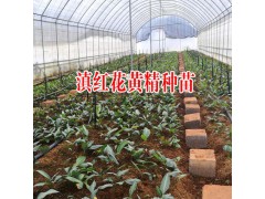 云南雞頭黃精苗與姜形黃精區(qū)別_云南昆明滇黃精小苗基地圖2