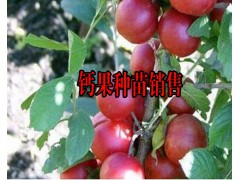 鈣果是什么?_云南哪里有鈣果種植苗圖3