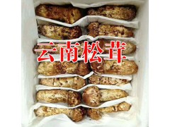 姬松茸有什么功效作用?麗江農特產信息網圖2