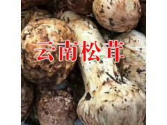 姬松茸有什么功效作用?麗江農特產信息網圖3