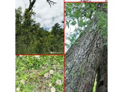 種植中藥材及農(nóng)特產(chǎn)的天然浴場(chǎng)-“新主東巴植物園圖1