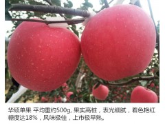 昭通蘋果特點(diǎn)和價(jià)格#昭通蘋果采摘基地信息+昭通蘋果圖2