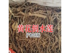 黃花倒水蓮價格_黃花倒水蓮產(chǎn)地圖2