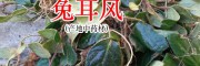 兔耳風(fēng)價格+ 什么是兔耳風(fēng)