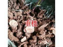 騰沖重樓云南哪里收購(gòu)重樓_ 重樓種植技術(shù)圖3