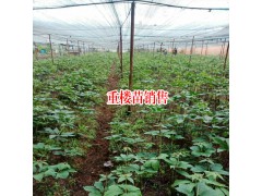 重樓種植條件_適合云南種植的滇重小苗哪里出售圖2