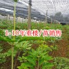 重樓苗基地_1至10年優(yōu)質(zhì)重樓苗圖片