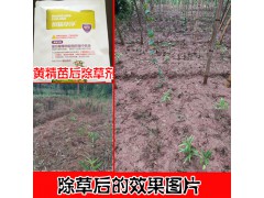 黃精苗后用什么除草劑多少錢?圖2