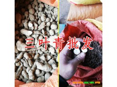 產(chǎn)地三葉青中藥材_三葉青種植栽培技術(shù)?圖2