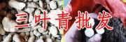 "藥材中的貴族”的三葉青-藥材中的貴族是指什么？