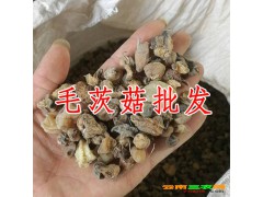 ?山慈菇?是什么?_山慈菇?又叫毛慈姑圖3