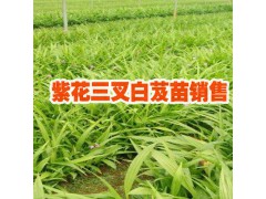 2017白芨苗價格#白芨種苗批發(fā)/價格/采購信息圖2