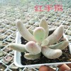 [多肉技術(shù)]多肉種植要用無機(jī)植料-18788196071