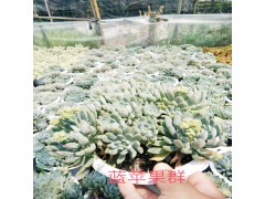 [多肉技術]多肉種植要用無機植料-18788196071圖2