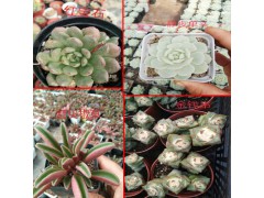 云南多肉植物批發(fā)基地#昆明多肉植物批發(fā)基地圖2