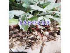 一畝黃精需要多少錢?-丘北方圓種養(yǎng)殖農(nóng)民專業(yè)合作社圖2