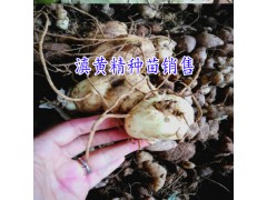 2018一畝黃精值多少錢?_黃精種植幾年能收?圖2