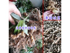 黃精種植前景怎么樣?_黃精價格走勢分析圖3