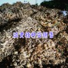 種子什么時(shí)候采收?-黃精種植技術(shù)