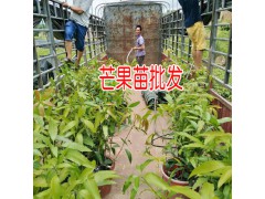 海拔在600米以下適合種植芒果嗎?圖2