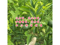 柑橘品種圖片#新柑橘樹(shù)品種_ 柑橘品種柑橘類:沃柑苗圖2