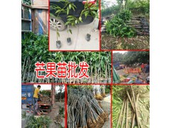 云南哪有芒果樹苗|元江芒果苗基地|芒果苗批發(fā)基地圖2