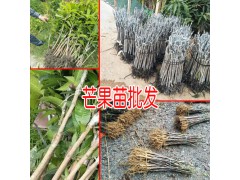 云南哪有芒果樹苗|元江芒果苗基地|芒果苗批發(fā)基地圖3