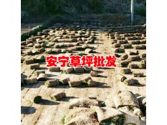 云南哪有混播草坪？冬季混播草坪基地-安寧草坪圖1