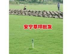 草皮今日均價(jià).4.13 元/平方米_昆明安寧綠泉草坪種植園圖2