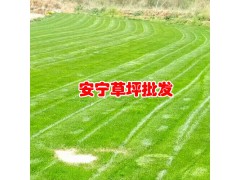 草皮今日均價(jià).4.13 元/平方米_昆明安寧綠泉草坪種植園圖3