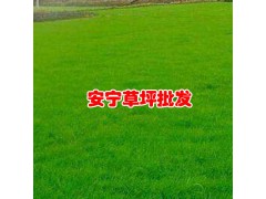 昆明安寧綠泉草坪種植園草皮客服是多少?圖3