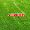 昆明安寧綠泉草坪種植園_云南草坪基地_云南草坪品種