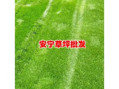 草坪播種多少天出苗_四季青草坪圖片_四季青草坪圖2