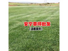 混播草為什么夏季枯黃_圖3