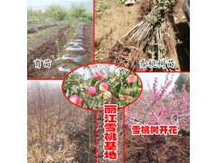 麗江雪桃什么時(shí)候開花采摘?_15912788180圖3