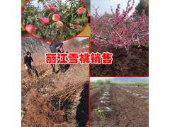 麗江雪桃免費(fèi)種植技術(shù)資料_麗江雪桃生產(chǎn)批發(fā)廠(chǎng)家圖2