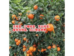 沃柑苗,沙糖橘苗,茂谷柑苗,皇帝貢柑苗,紅江橙苗多少錢(qián)一棵?圖2