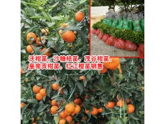 沃柑苗,沙糖橘苗,茂谷柑苗,皇帝貢柑苗,紅江橙苗多少錢(qián)一棵?圖3