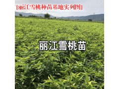 2018嫁接桃樹苗(麗江雪桃)_國宴用的雪桃樹苗圖2