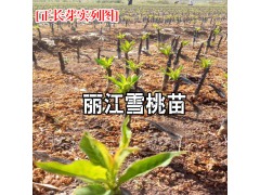 麗江雪桃種苗栽植株行距要求_麗江雪桃種苗種植資料大全圖2