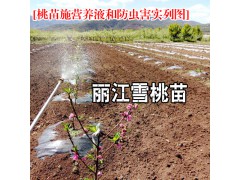 麗江雪桃種苗栽植株行距要求_麗江雪桃種苗種植資料大全圖3