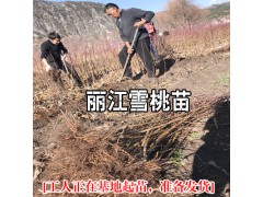 麗江雪桃種苗價格- 麗江雪桃種苗種植資料大全圖3