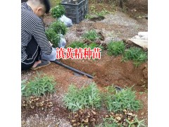 人工滇黃精種植3年能產多少?-滇黃精苗18087630847圖2