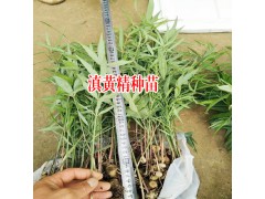 滇黃精藥用植物_滇黃精種苗怎么賣圖2