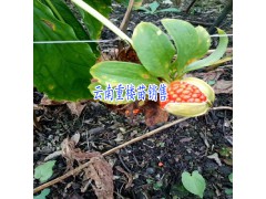 重樓種子如何催芽?-重樓種子催芽技術(shù)圖3